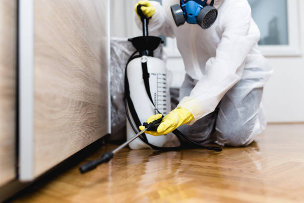Wasp Removal Services in Kilauea, HI