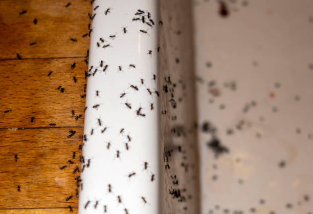 Best Wasp Removal Services  in Kilauea, HI