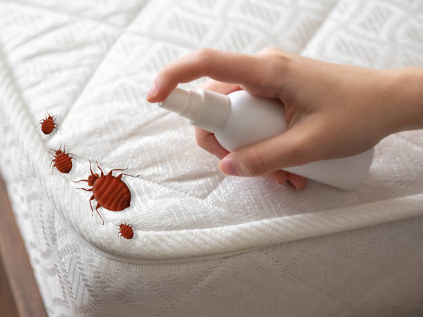 Reliable Kilauea, HI Pest Control Solutions