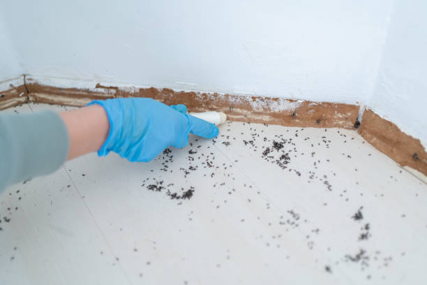 Best Pest Removal Services  in Kilauea, HI