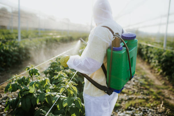 Best Local Pest Control Services  in Kilauea, HI
